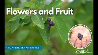 Landscape Tree with Delicious Fruit - The Serviceberry