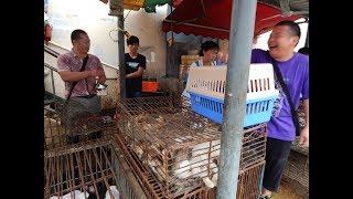 Recherche & Katzenrettung auf einem Tiermarkt in China