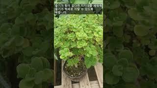 How to grow herb plants