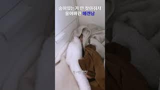 숨어있는거 안 찾아줘서 울어버린 에겐남… #shorts #커플브이로그 #에겐남