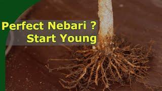 Creating better nebari on bonsai with young plants