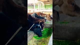 FEED ROADSIDE ANIMALS ️keo ki unki care wala koi nahi hota #animallover #animalcare #funny #cows