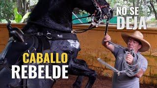 SE ENFRENTA CON TODOS   ️ CABALLO REBELDE   E2