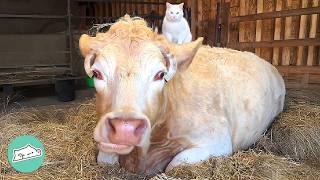 Two Cows Visit Their Cat Friends Every Morning | Cuddle Buddies