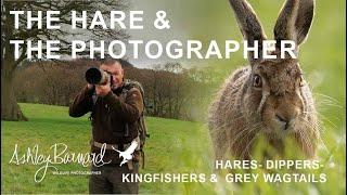 Catch the Magic of Wild Hares In the English Countryside