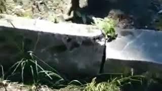 Котопёс