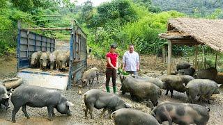 Rewind Timelapse - Selling Fully Grown 100KG Pigs - Buy A New Herd Of Piglets To Raise
