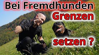 Macht es Sinn, in der Fremdhundebegegnung Grenzen zu setzen?