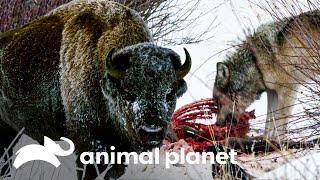 La supervivencia en el invierno de Yellowstone | La vida en Yellowstone | Animal Planet