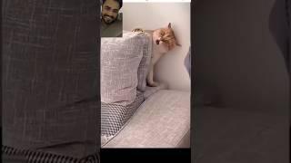 https://youtube.com/shorts/0tCiVC2sNLo?si=WBbfibnoufPZ7puO