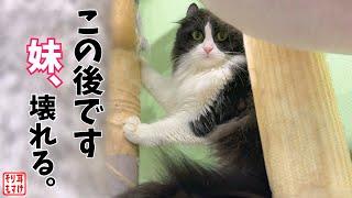 切なすぎる…ついに壊れてしまった妹の想いを全て受け止めた姉ちゃんの神対応。
