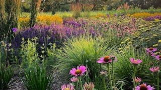 Perennials I Am Loving Right Now in the Garden