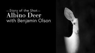 Story of the Shot - Albino Deer   Benjamin Olson