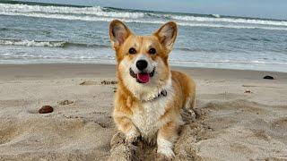 Playful corgi | Corgi Maggie on the Beach | Daily Life With a Corgi!