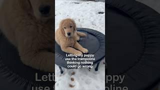 Trampoline dog #dogsofyoutube