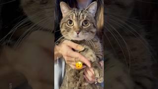 Ringo, who nailed Jisoo's "Flower" challenge, is back🫨 #shorts #cat #funny #earthquake