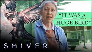 Beware the Thunderbird: Giant Winged Creature Stalks Westmoreland | Shiver