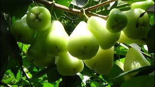 Growing Okra plants and tomato on the Terrace - Cinnamon tree - Lucky birds
