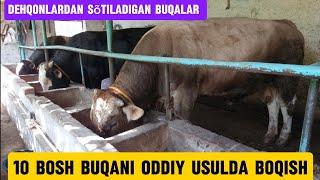 Buqa boqish sirlari +99893.986.22.90 sotilgan buqalar kõring