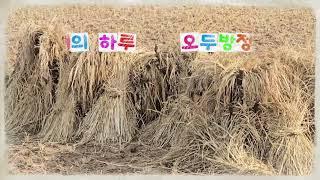 오두방정 참새의하루#참새 #벼가래