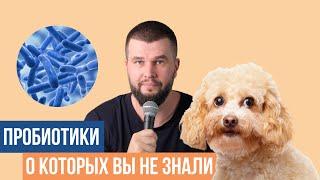 2 новых пробиотика для собак