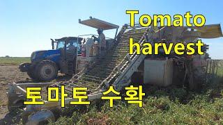 미국의 토마토 수확은 이렇게 합니다. tomato harvest.