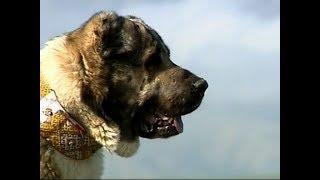 "Turkmen Alabai Dogs", Turkmen Film