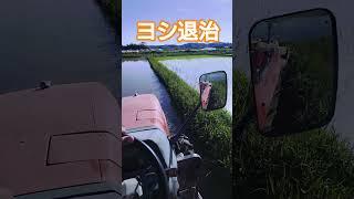荒代かき後にロータリーでヨシ退治。