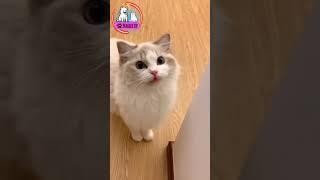 #cat #dog #viralpost #viralvideo #viralshorts #trending #trendingshorts #trend