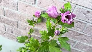 Plant lover nu ਹੋਰ ਕੀ ਚਾਹੀਦਾ ਅਗਰ plant ਮਿਲ ਜਾਵੇ#varinderjitvlog#andgardening#channel #