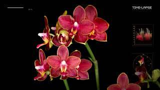 Red Phalaenopsis | Flowers Booming |  Time lapse