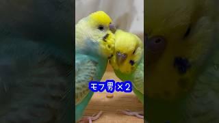 顔をうずめたくなるモフモフ兄弟#セキセイインコ#インコ#たまご保育園