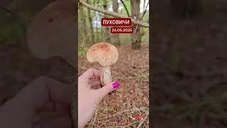 Беларусы пошли в #лес за боровиками и подберёзовиками  #беларусь #гриб #грибы #аномалия #боровики