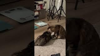 From Chill Cat Tree Vibes to Sibling Cuddles
