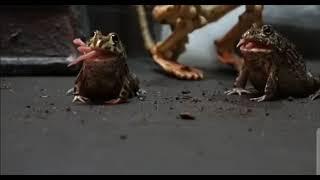 Baby Pixie Frog Feeding - Warning ️  Live Feeding