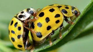 Stunning Yellow Color Animals on Earth