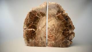 Fossil Wood Book Ends Ref 8970