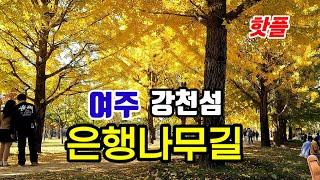 황홀한 황금빛 터널속으로 | 신륵사 강변 가을풍광 | 세종대왕릉 '왕의숲길'