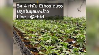 วีค 4 ทำใบ กัญชา ปลูกในขุยมะพร้าว ดูแลอย่างไร - Cannabis Week 4 indoor - Ethos Auto Seeds