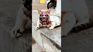 CUTEST CAT... Until It TURNED ZOMBIE!  #shorts