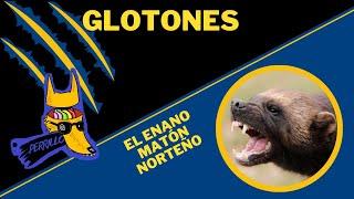 Glotones: Tejones impermeables | Ep 23 | CULTURA COLMILLUDA