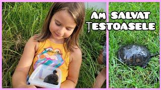 Am eliberat 2 țestoase în natură #testoase #turtle #natura #faptebune #nature #animals #save