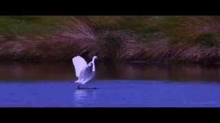 Heron Dance