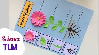 Parts Of Plants TLM/ Parts Of Plants Science Model/ Parts Of Plants Science Project/ Science TLM