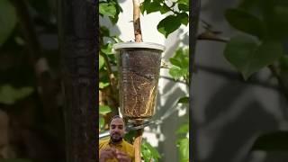 الترقيد الهوائى للجهنمية #plant #nature #flower #garden #زراعة #نباتات_داخلية #food