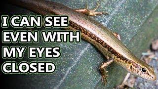 Ground Skink facts: they move like snakes | Animal Fact Files