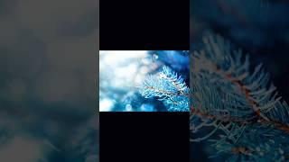 #peterlabrash1 #googlepictures #beats @PETERLABRASH1  #softmusicandnature #youtubeshortsvideo
