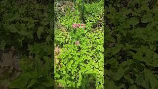 허브.애플민트. #농사 #garden #자연농원 #주말농사 #gardening #귀촌생활 #강아지 #산골 #산나물 #farming #텃밭 #귀촌생활