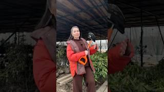 🪴Кустарники За Копейки, Сад На Миллион