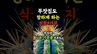 집안에 함부로 들이면 안되는 식물, 재물운이 끊깁니다#풍수 #금전운 #재물복
